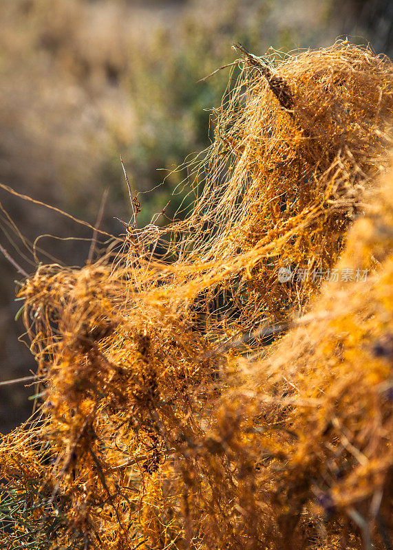 靛蓝灌木寄主植物上的Chaparral Dodder, Anza-Borrego沙漠州立公园